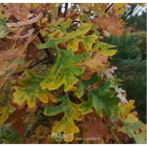 Ąžuolas stambiavaisis (Quercus macrocarpa)