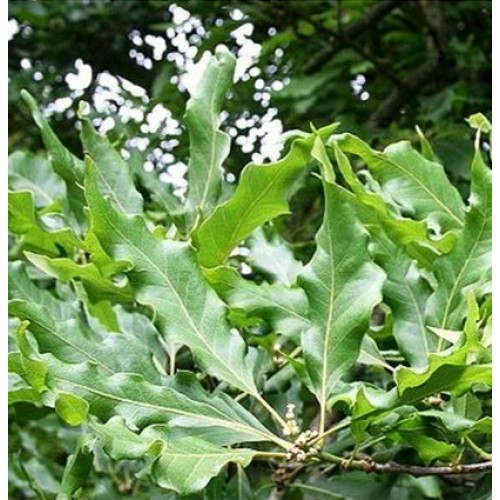 Ąžuolas bekotis (Quercus petraea) 'MESPILIFOLIA'