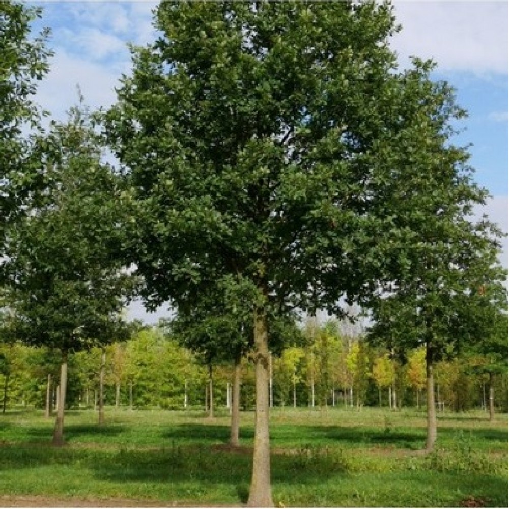 Ąžuolas bekotis (Quercus petraea) 'MESPILIFOLIA'
