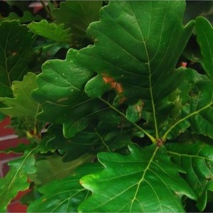 Ąžuolas paprastasis (Quercus robur) 'MONUMENT'