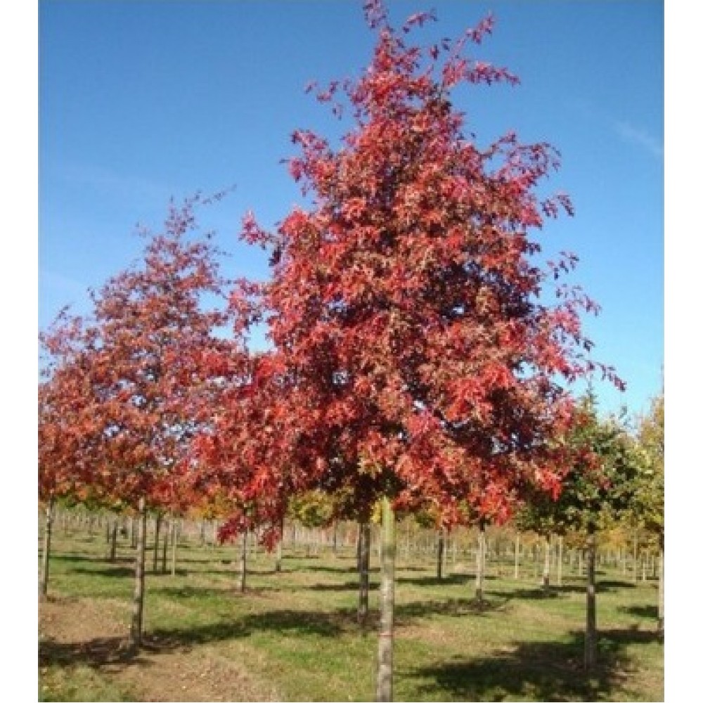 Ąžuolas teksasinis (Quercus texana) 'NEW MADRID'