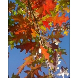 Ąžuolas teksasinis (Quercus texana) 'NEW MADRID'