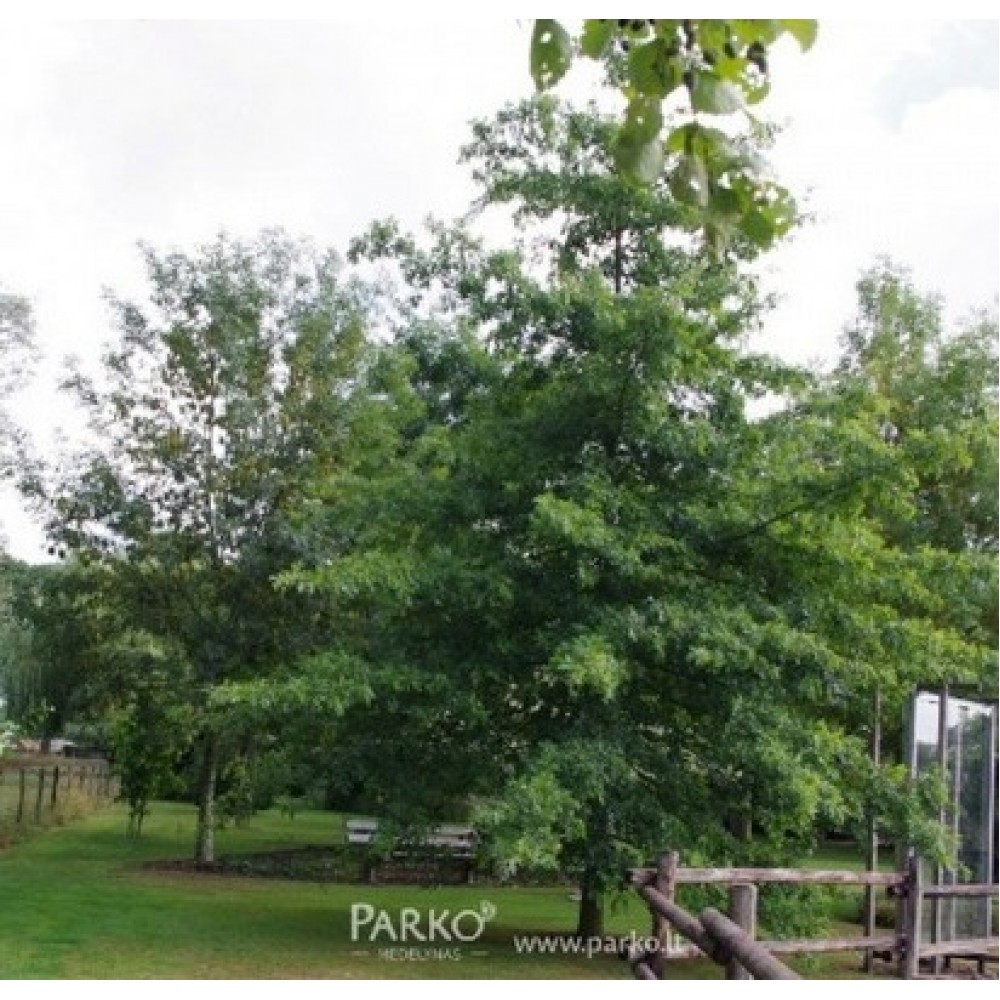 Ąžuolas pelkinis (Quercus palustris) 