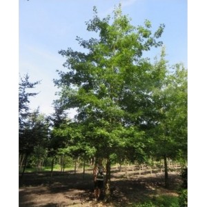 Ąžuolas pelkinis (Quercus palustris) 