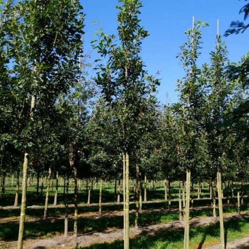 Ąžuolas bekotis (Quercus petraea) 'COLUMNA'