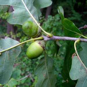 Ąžuolas bekotis (Quercus petraea) 'COLUMNA'