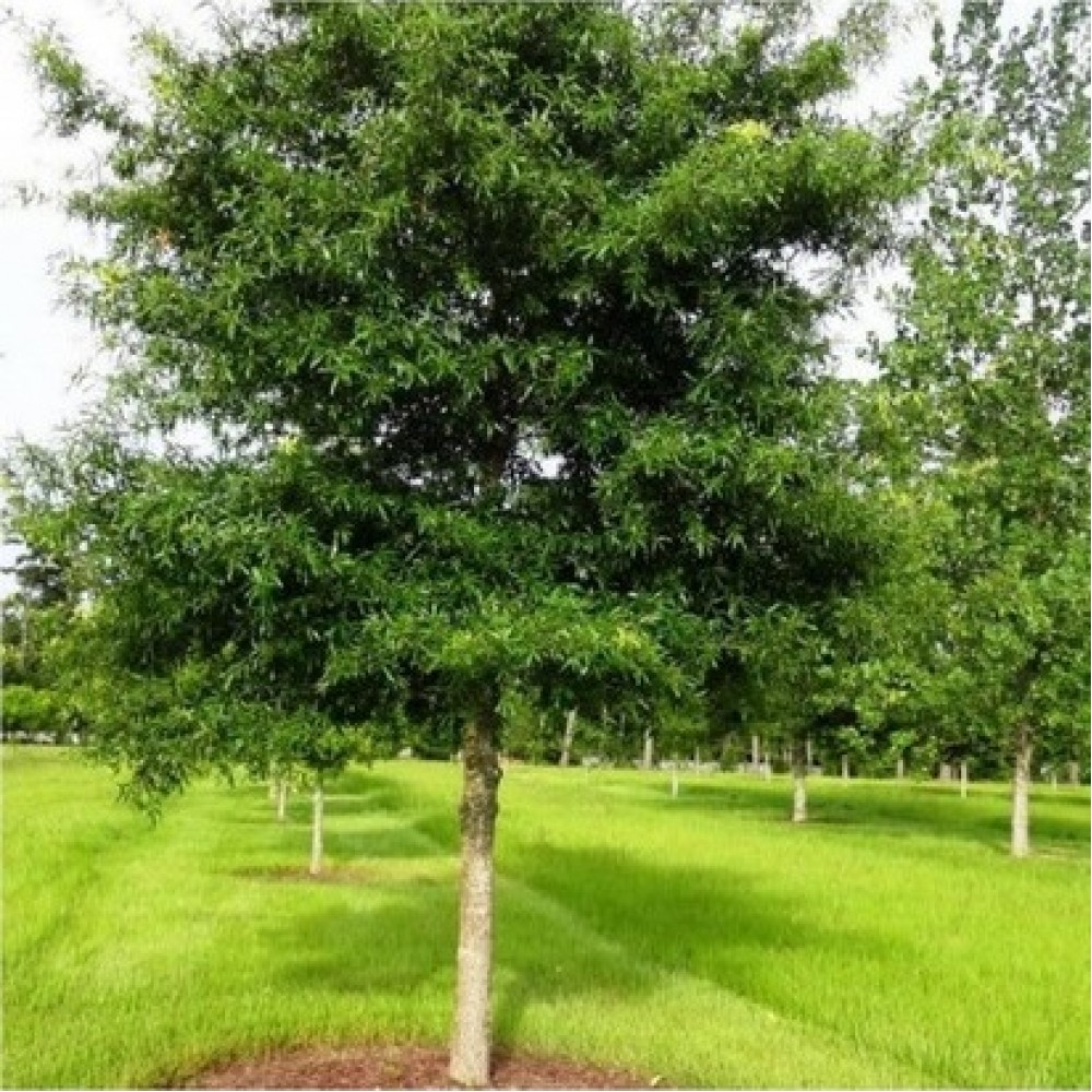 Ąžuolas gluosnialapis (Quercus phellos)