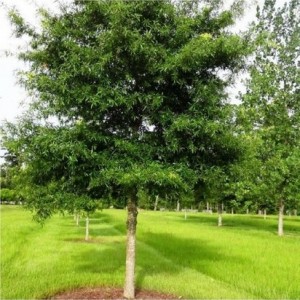 Ąžuolas gluosnialapis (Quercus phellos)