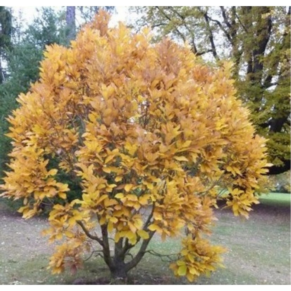 Ąžuolas pontinis (Quercus pontica)