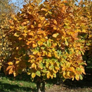 Ąžuolas pontinis (Quercus pontica)