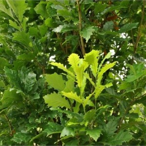 Ąžuolas (Quercus x warei Long) 'REGAL PRINCE'