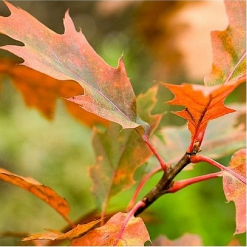 Ąžuolas raudonasis (Quercus rubra) 'ROCKET'