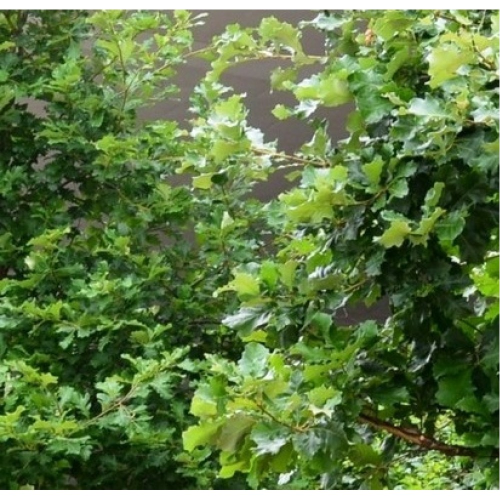 Ąžuolas dvispalvis (Quercus bicolor) 'SHINY FOUNTAIN'