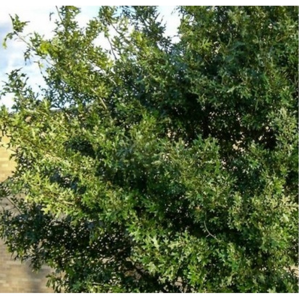 Ąžuolas floridinis (Quercus shumardii)