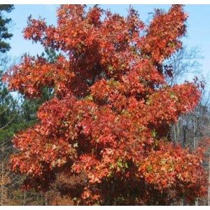 Ąžuolas floridinis (Quercus shumardii)