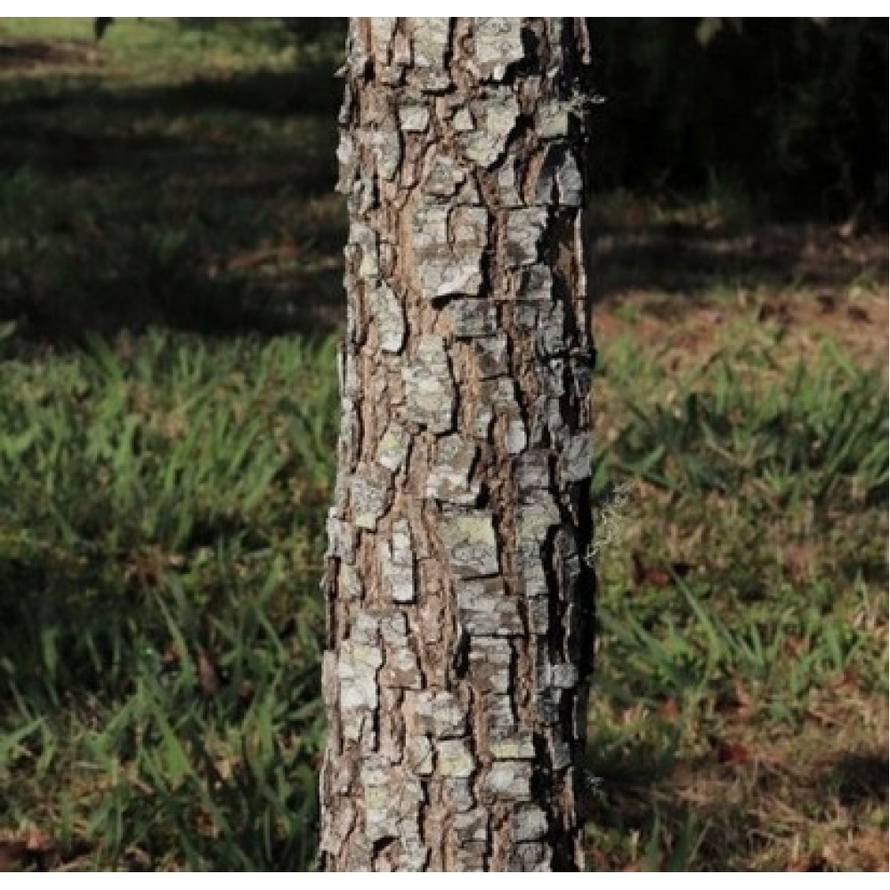 Ąžuolas kryžialapis (Quercus stellata)