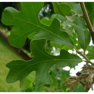 Ąžuolas kryžialapis (Quercus stellata)