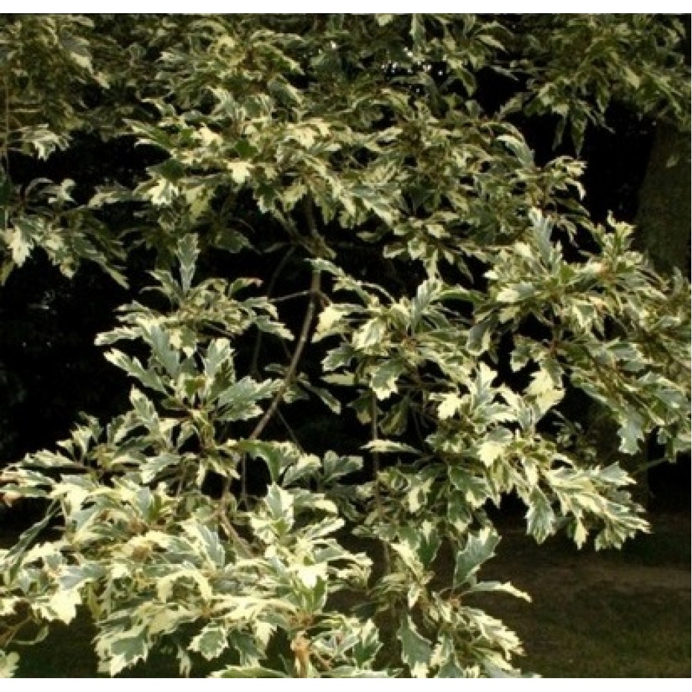 Ąžuolas burgundinis (Quercus cerris) 'VARIEGATA'