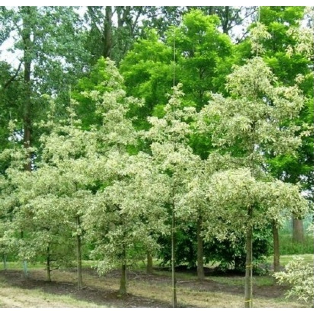 Ąžuolas burgundinis (Quercus cerris) 'VARIEGATA'