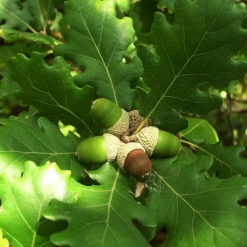 Ąžuolas pūkuotas (Quercus pubescens)