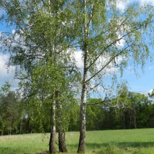 Beržas plaukuotasis (Betula pubescens)