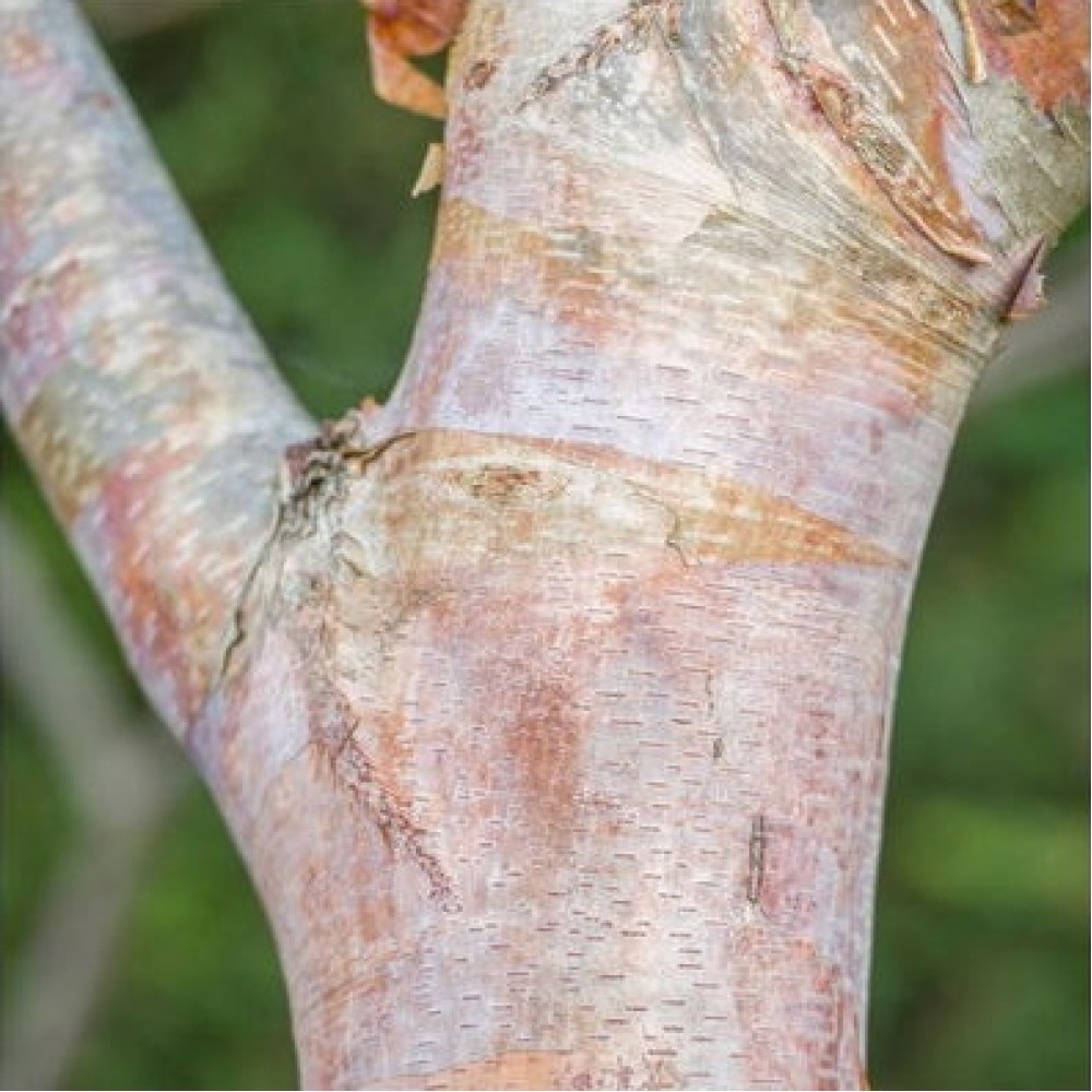 Beržas rytinis (Betula albosinensis) 'CACAO' 