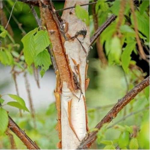 Beržas rytinis (Betula albosinensis) 'FASCINATION'