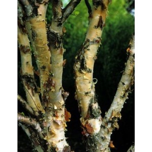 Beržas juodasis (Betula nigra) 'FOX VALLEY'