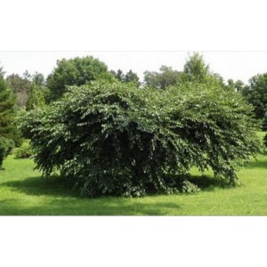Beržas juodasis (Betula nigra) 'TECUMSEH COMPACT'