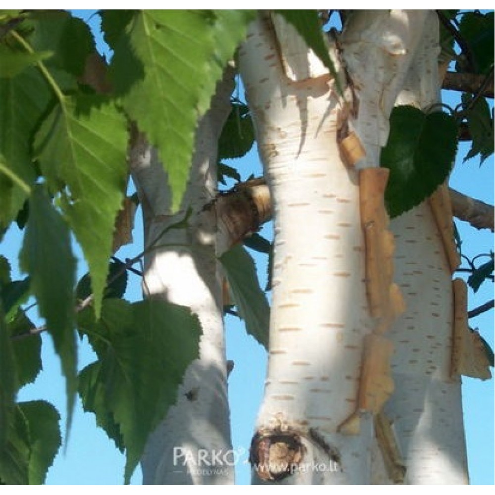 Beržas himalajinis (Betula utilis var. jacquemontii)
