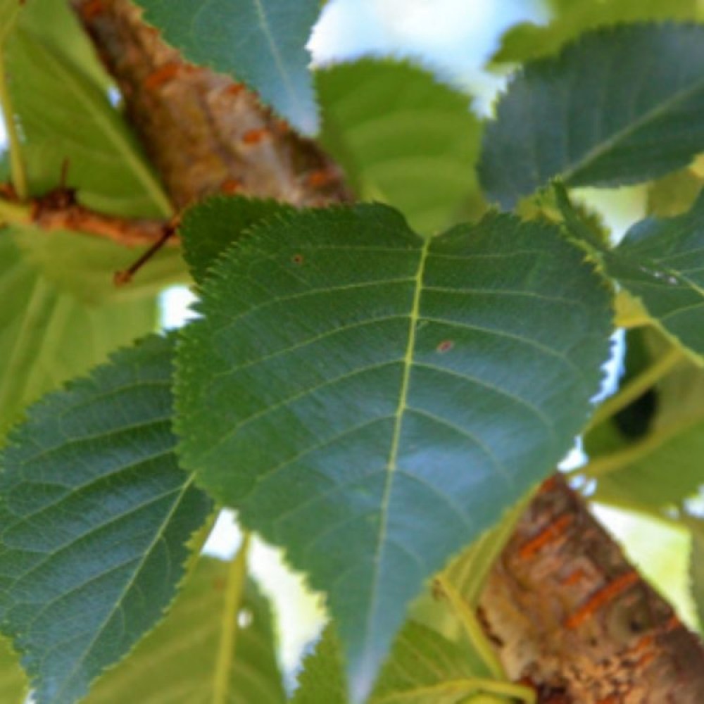 Vyšnia ankstyvoji (Prunus incisa) 'UMINECO'