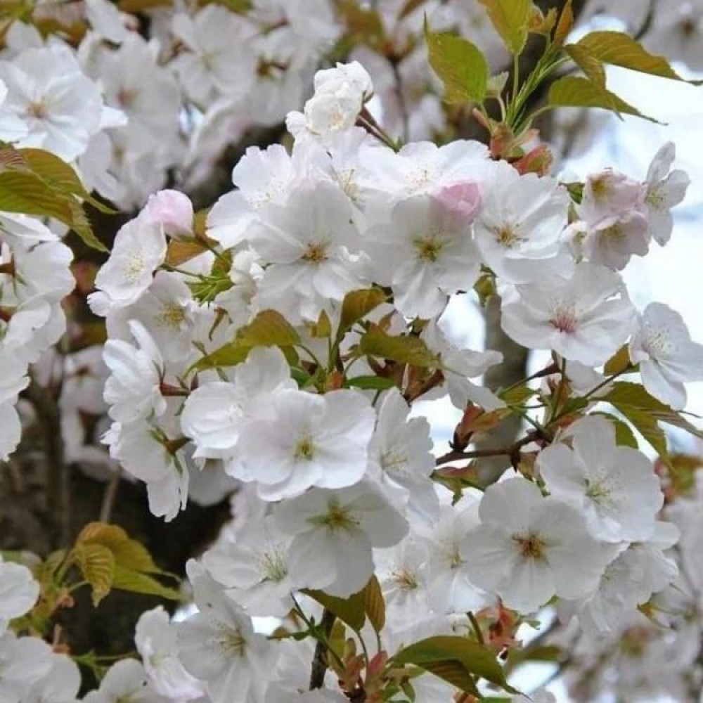 Vyšnia smailiadantė (Prunus serrulata) 'SUNSET BOULEVARD'