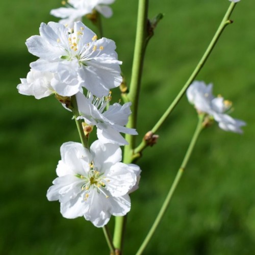 Vyšnia (Prunus) TERUTE-SHIRO (WHITE)