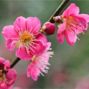 Abrikosas japoninis (Prunus mume) 'BENI - CHI - DORI'