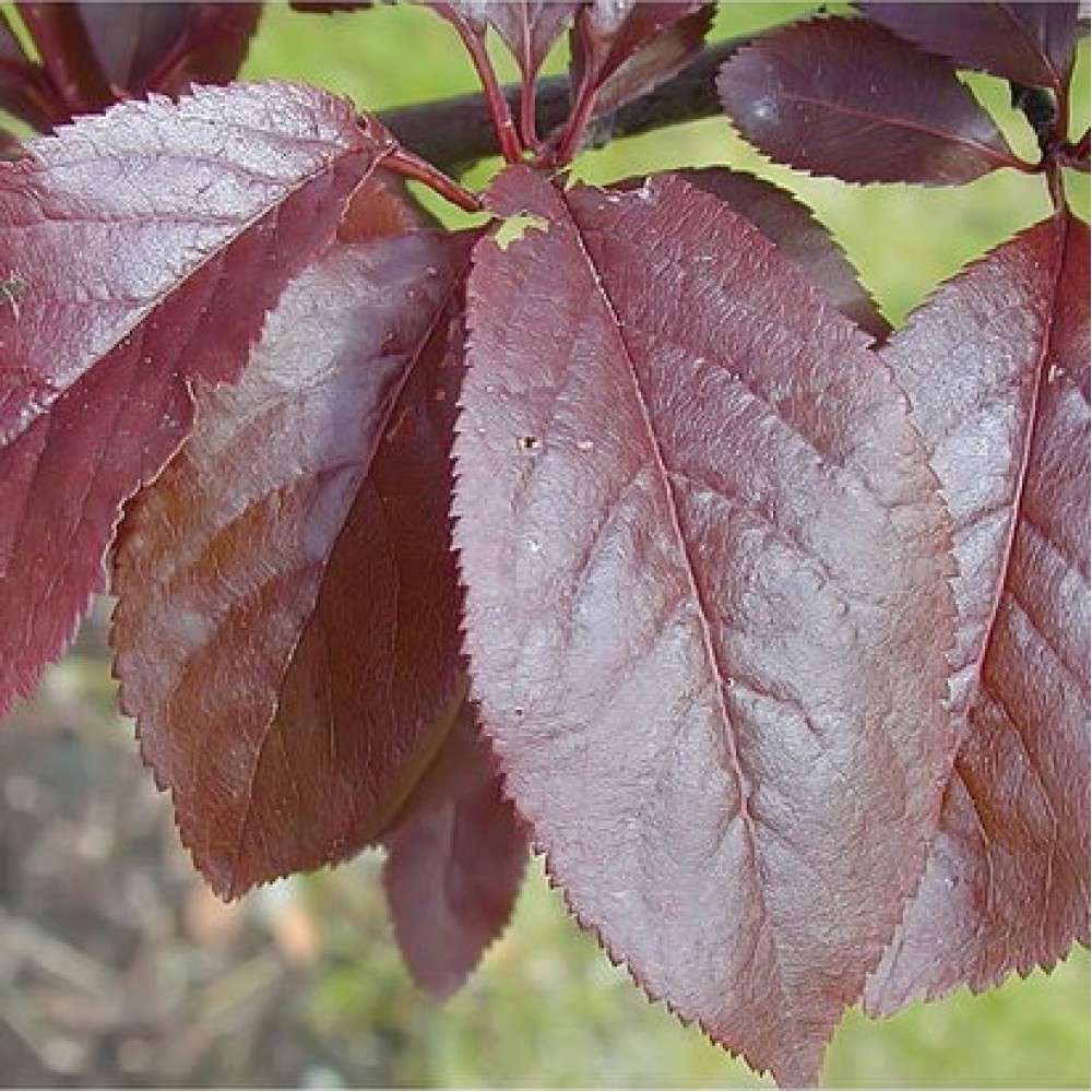 Slyva (Prunus x blireana)