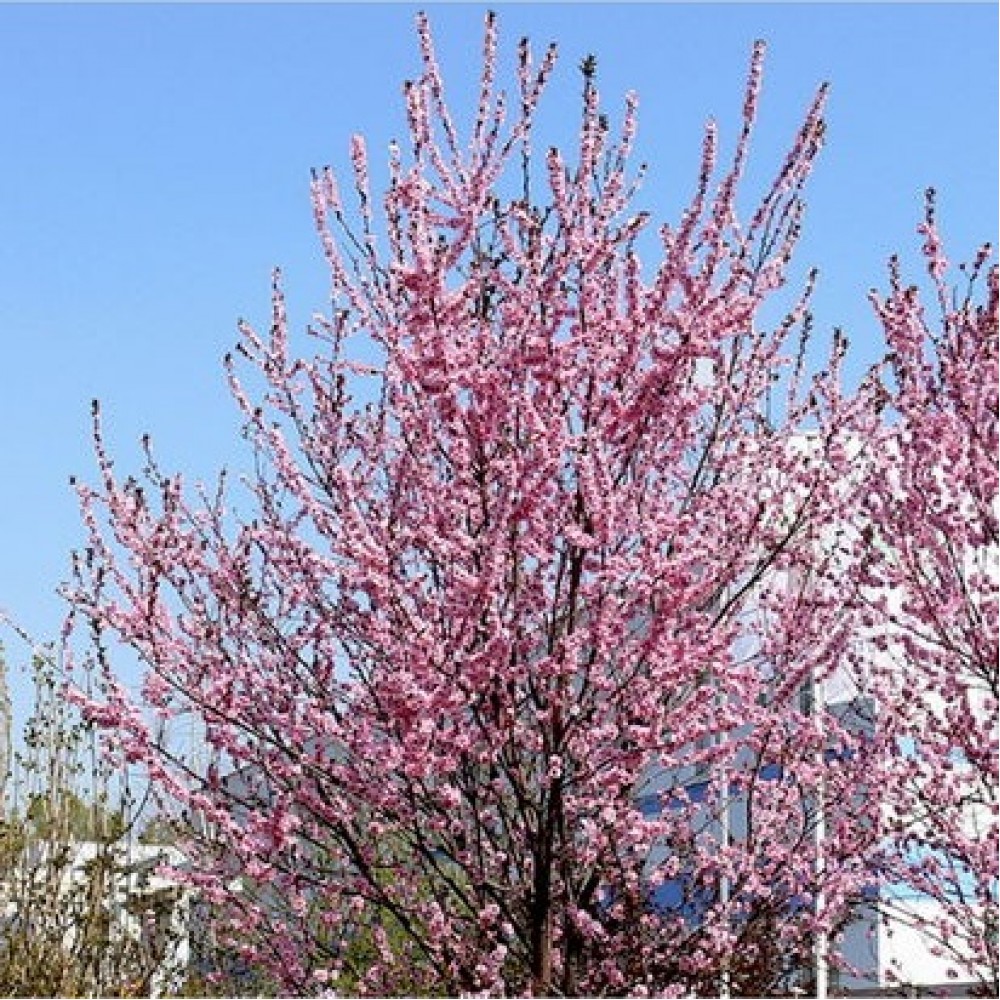 Slyva kaukazinė (Prunus cerasifera) 'HOLYWOOD'