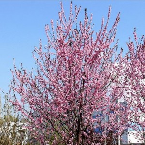Slyva kaukazinė (Prunus cerasifera) 'HOLYWOOD'