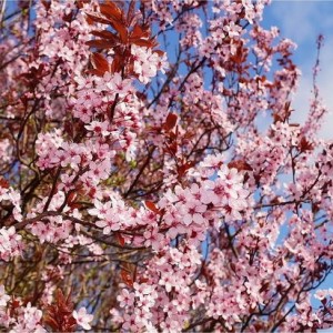 Slyva kaukazinė (Prunus cerasifera) 'NIGRA'