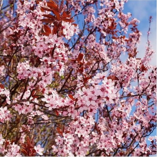 Slyva kaukazinė (Prunus cerasifera) 'NIGRA'