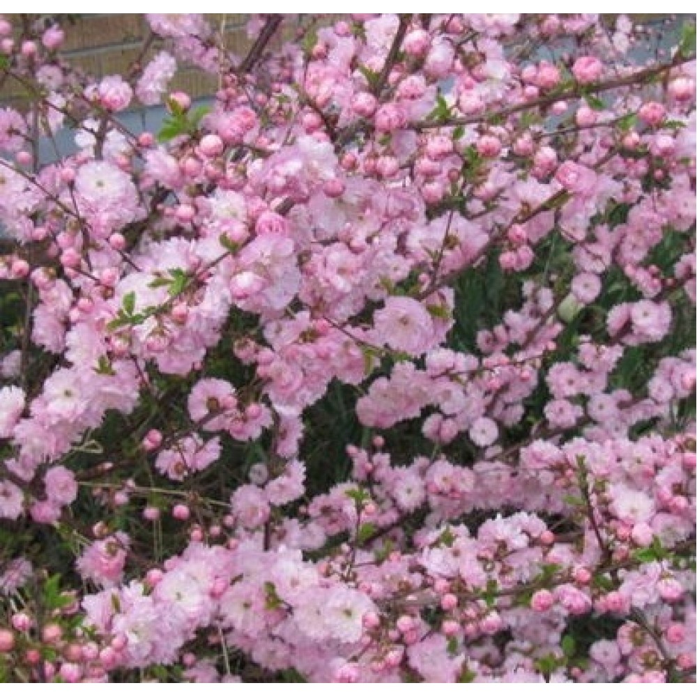 Migdolas triskiautis (Prunus triloba) 'ROSENMUND'