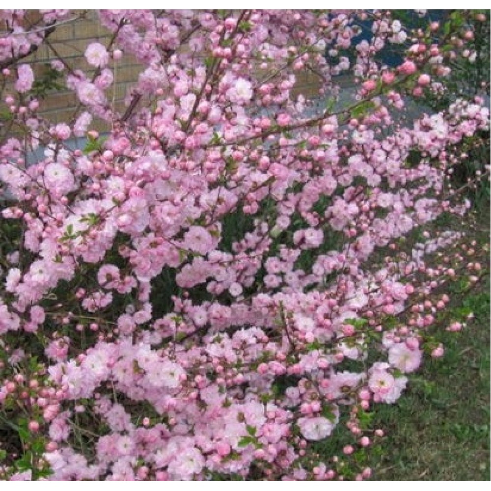 Migdolas triskiautis (Prunus triloba) 'ROSENMUND'