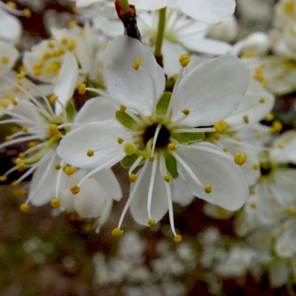 Slyva kaukazinė (Prunus cerasifera) 'ZLOTY OBLOK' 