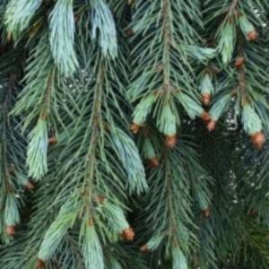 Eglė kalninė (Picea engelmannii) 'BLUE MAGOO' 