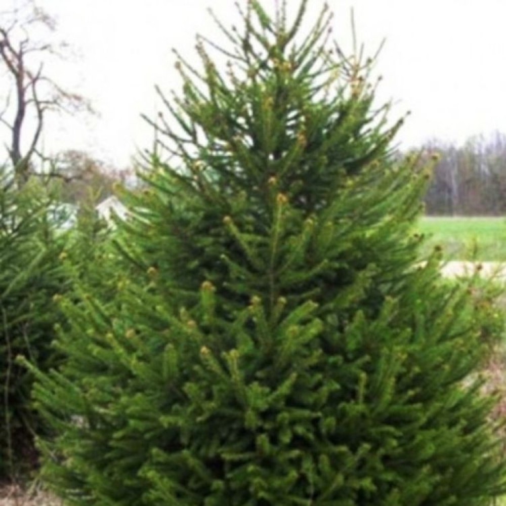 Eglė paprastoji (Picea abies) 