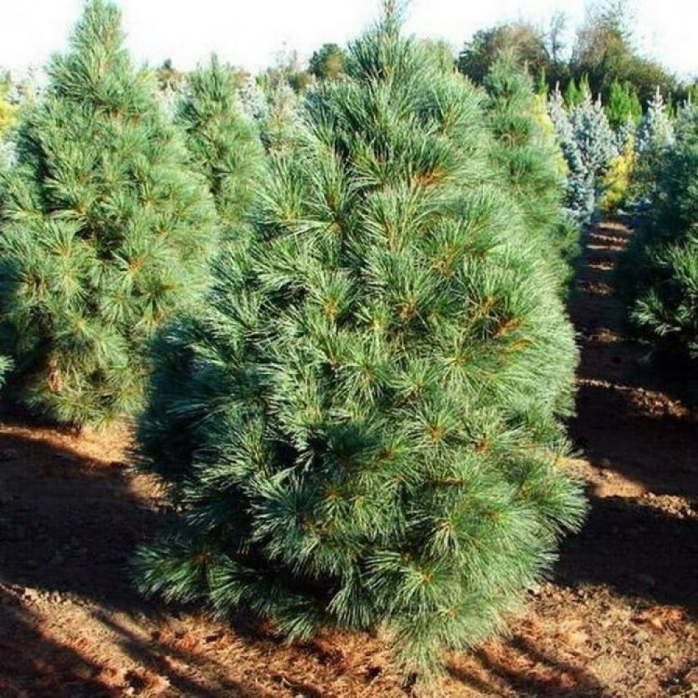 Pušis veimutinė (Pinus strobus) 'FASTIGIATA'
