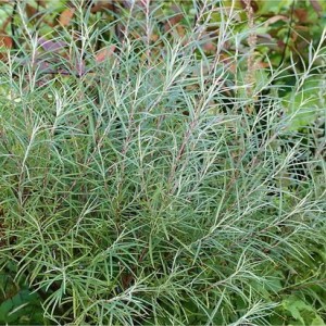 Gluosnis balsvasis (Salix elaeagnos) 'ANGUSTIFOLIA' 