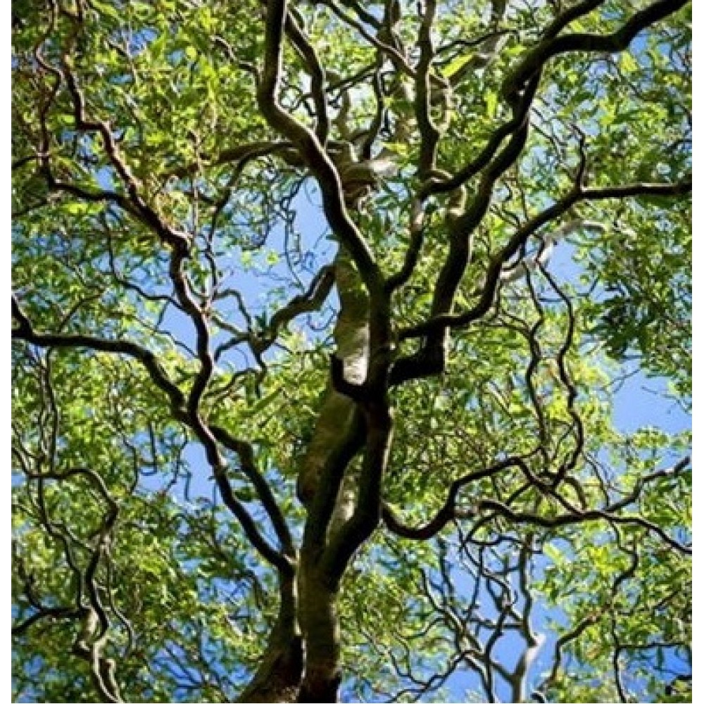 Gluosnis baltasis (Salix alba) 'DART'S SNAKE'