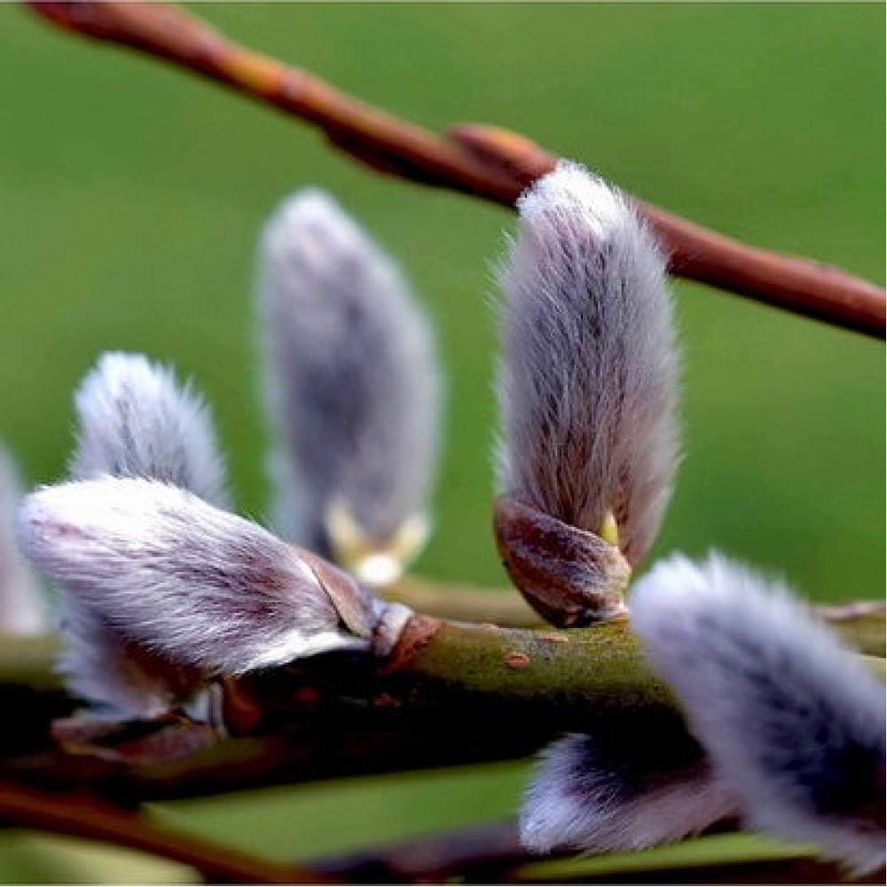Gluosnis (Salix x erdingerii)