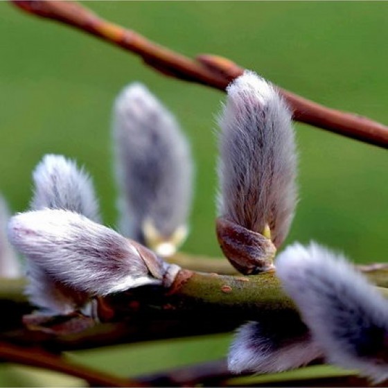 Gluosnis (Salix x erdingerii)
