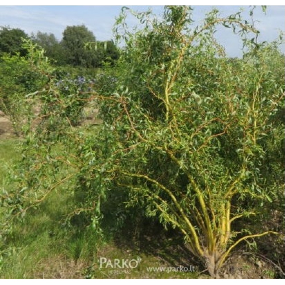 Gluosnis (Salix x sepulcralis) 'ERYTHROFLEXUOSA'